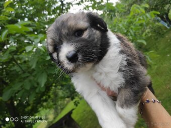 Aussiedoodle - 8