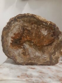zkamenělé dřevo 7,9 kg - 8