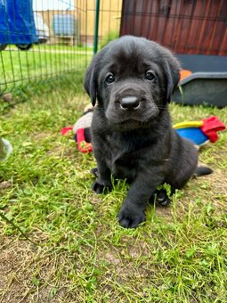 Labradorský Retriever s PP - 8