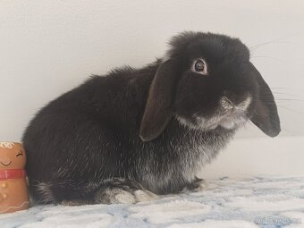 Volný Sameček Anglický Zakrslý Beránek MiniLop🤍 - 8