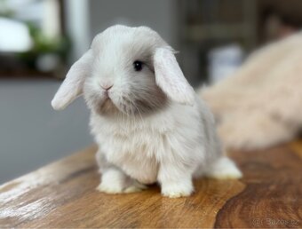 Minilop - zakrslý beránek - mláďata k rezervaci - 8