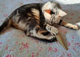 Bengálská stříbrná kočka s PP na mazlíčka - 8