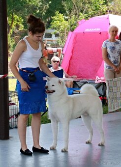 Štěňátka Akita inu s PP - 8