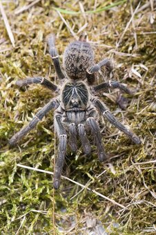 SKLÍPKANI na prodej - 8