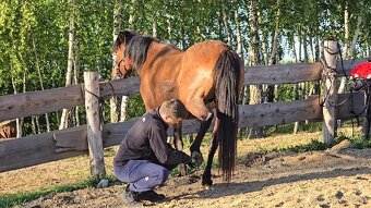 Huculská klisna, hucul, rekreace, vyjížďky, hipoterapie. - 8