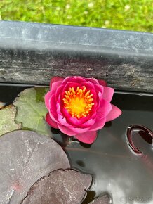 Leknin vodní rostlina kvetoucí posledních 10ks - 8