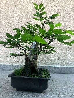 Bonsai, Bonsaj, habr obecný - 8
