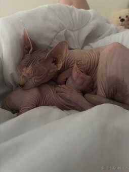 Koťe Sphynx - 8