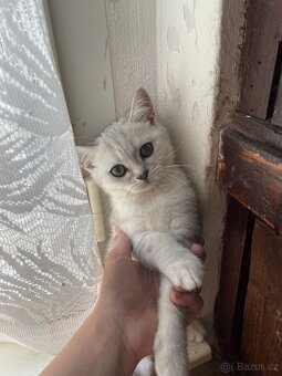 Britská koťata - 8