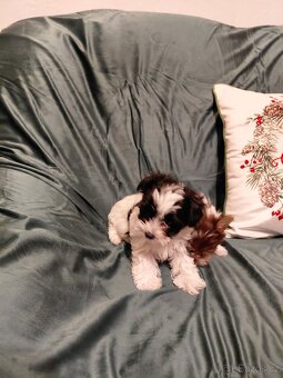 Jorkšírský teriér Biewer - 8