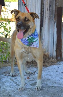 Verena hledá domov - 8