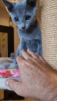 Ruska modrá koťátka s pp - 8