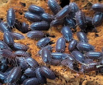 Tropické stínky, svinky - 8