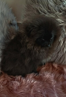 Fenečka pomeranian s PP - 8