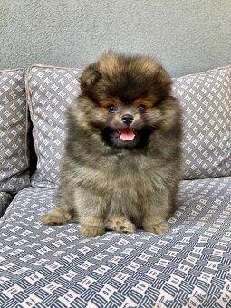 Pomeranian PP/FCI- pom- pomík-štěně - 8