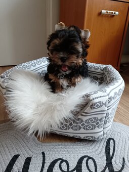 Jorkšírský teriér -štenátko - 8