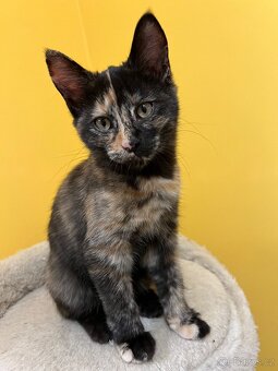 Mainská mývalí křížená - už jen kočičky - 8