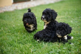 maltipoo - 8