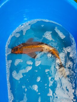 ❗️KOI KAPR 30-60CM VÝPRODEJ❗️ - 8