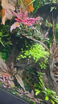 Akvarijní rostliny - 8