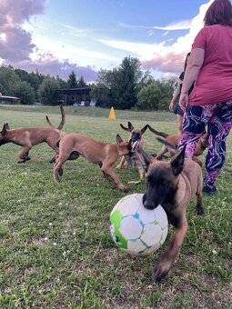 3 bratři Malinois s PP hledají své nové parťáky - 8