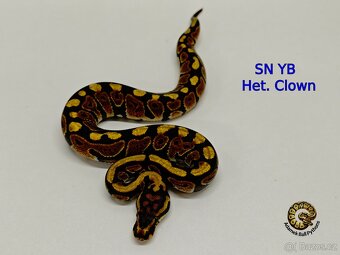 Krajta Královská - 8