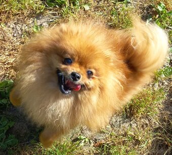 Pomeranian - kluci - 8