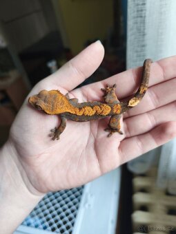 Pagekon řasnatý 0.1 - 8