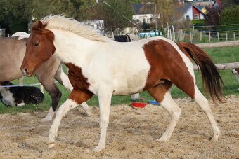 Dvouletý valach APH - 7PANEL - 8