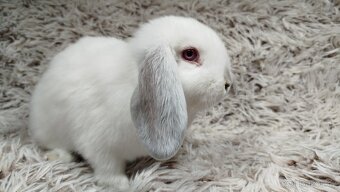 Zakrslý beránek, králíček, králík - MOLLY - 8