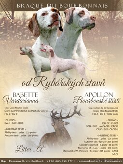 Bourbonský ohař - štěně s PP - 8
