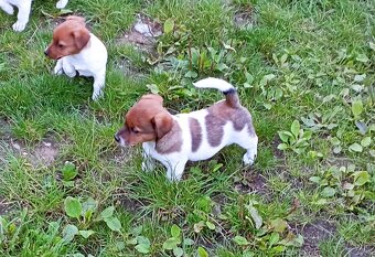 Jack russell terier krásná fenečka na odběr - 8