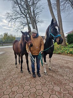 APH letošní hřebeček - 8