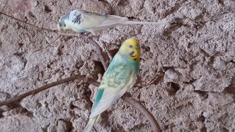 Andulka vlnkovaná - 8