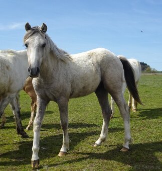 Prodám hřebečka Welsh pony, sekce B s PP. - 8