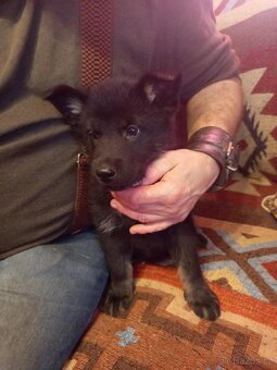 Prodám štěňata německého ovčáka - 8