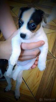 Štěňátka JACK RUSSEL TERIER - 8
