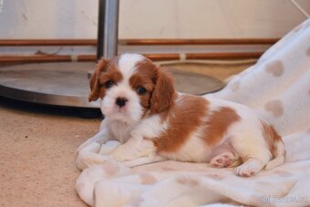 Šteniatka Cavalier King Charles Spaniel - 8