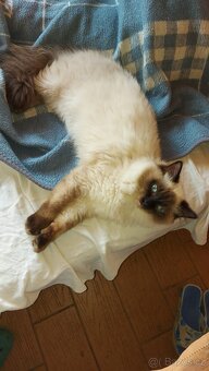 Ragdoll kocur na krytie - 8