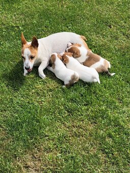 Jack russel teriér - 8