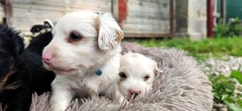 Nabízím štěňátka křížence jack russel - 8