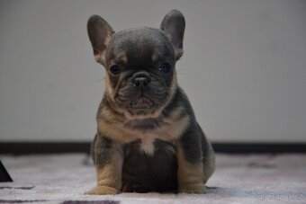 Francouzský buldoček - 8
