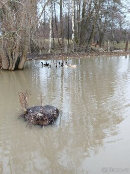 Kachny a kačery - 8