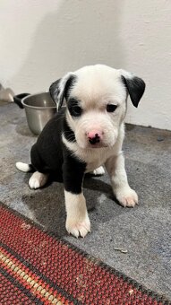 Prodám štěňata - 8