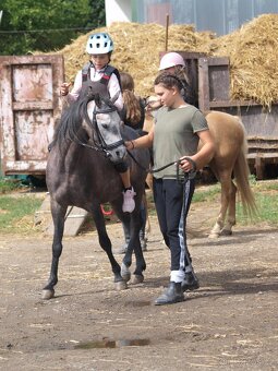 Valach Welsh pony, sekce B k prodeji - 8