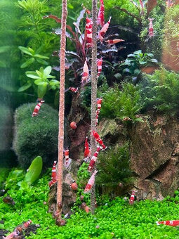 Caridiny Cantonensis-sp Taiwan RED Barevně atraktivní - 8