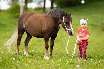 Klisna Welsh pony of cob type - 8
