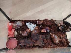 Šnek africký rodu achatina imacullata - 8