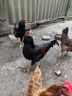 Arakauny kohouti - 8