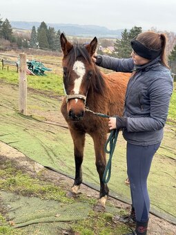 ČT klisnicka k prodeji - 8